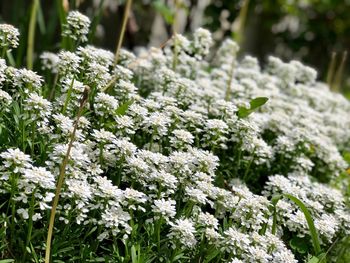 Close-up of white flowering plants on field