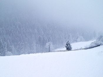 Trees on snow covered landscape