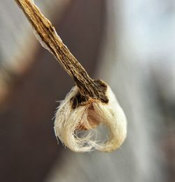 Close-up view of an animal