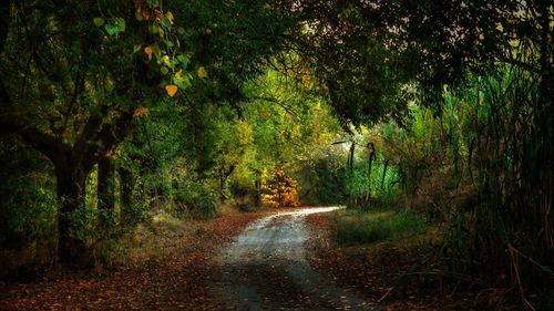 Road amidst trees in forest