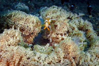 View of fish in sea