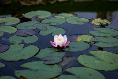 water lily