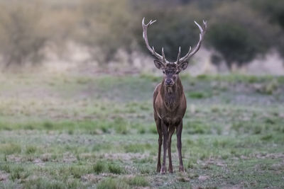 Deer standing on field