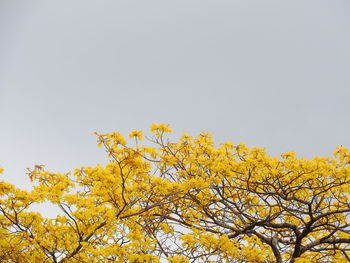 Low angle view of yellow flower tree against sky