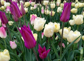 Close-up of tulips