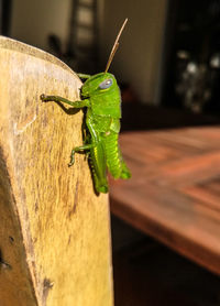 Close-up of insect on wood