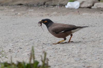 Close-up of bird hunting rat