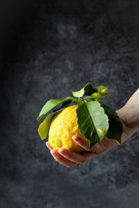 Close-up of hand holding leaf