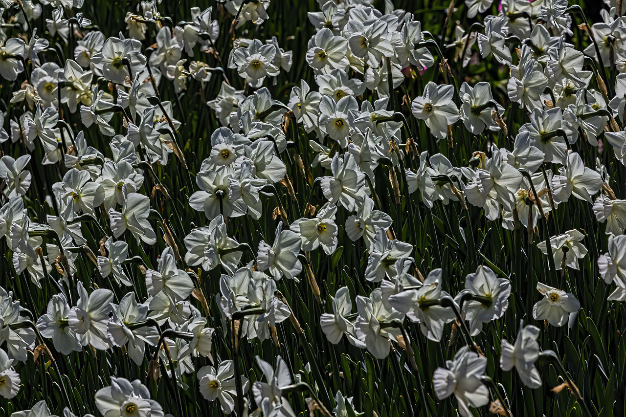 FULL FRAME SHOT OF WHITE FLOWERING PLANT