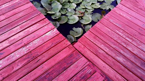 High angle view of green leaves on wood