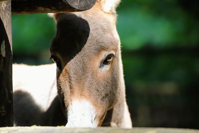 Close-up of a horse