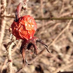 Close-up of red rose