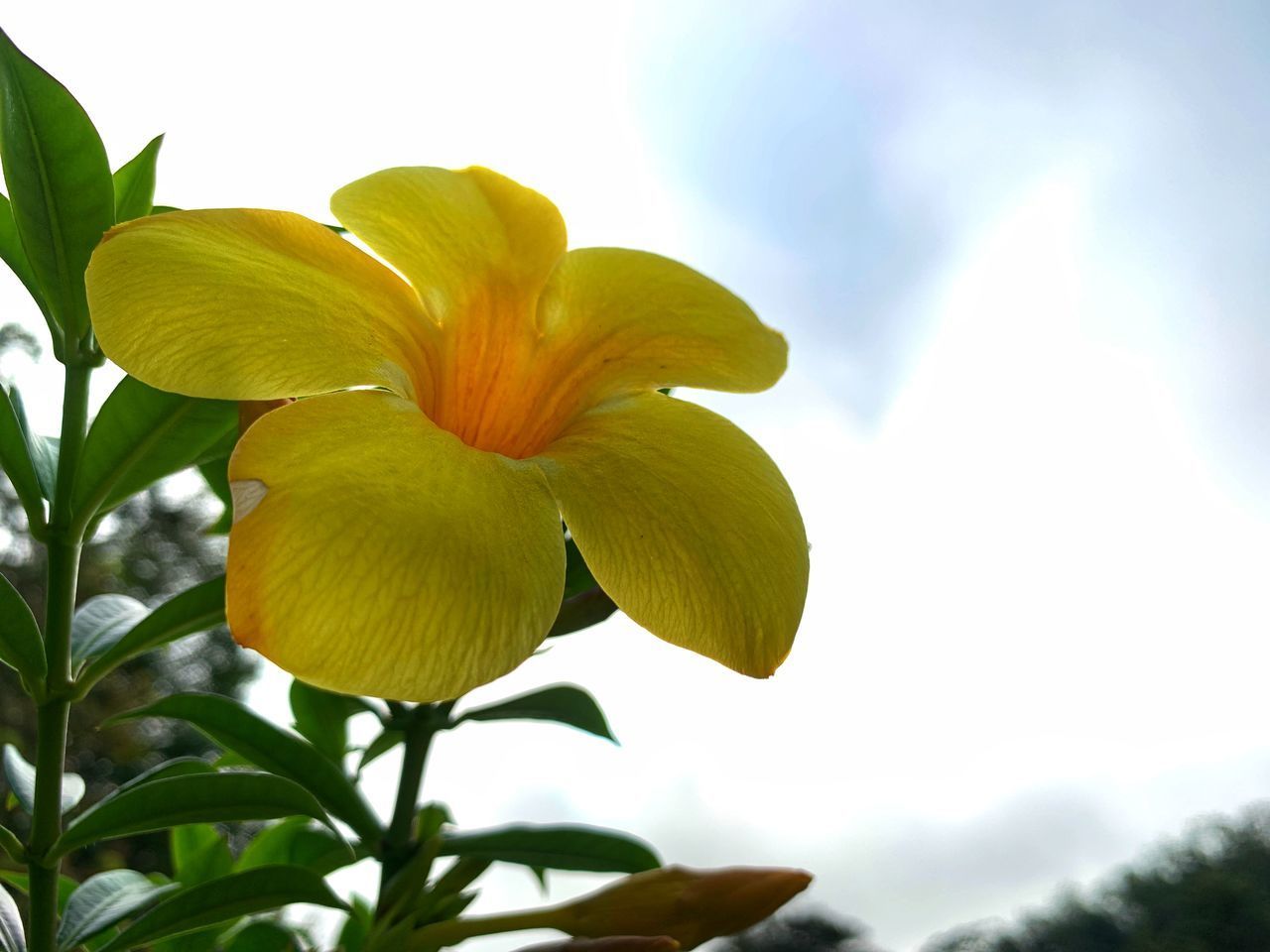 LOW ANGLE VIEW OF GREEN FLOWERING PLANT AGAINST SKY