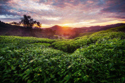 Scenic view of agricultural field against sky at sunset