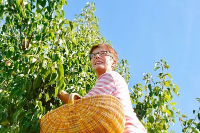 Low angle view of woman picking pears on tree