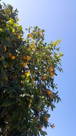 Low angle view of tree against clear sky