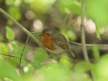 Close-up of bird perching on branch