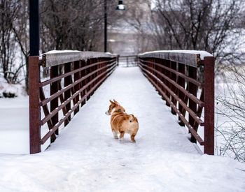 Dog on snow covered land