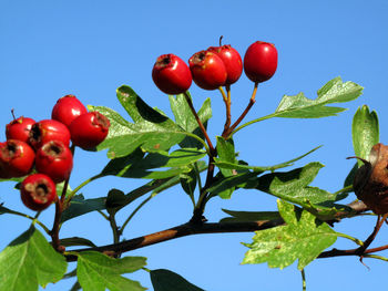 Close-up of red berries growing on tree against sky