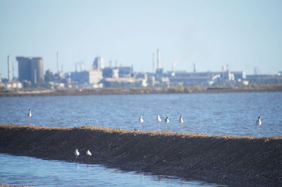 Seagulls flying over sea in city