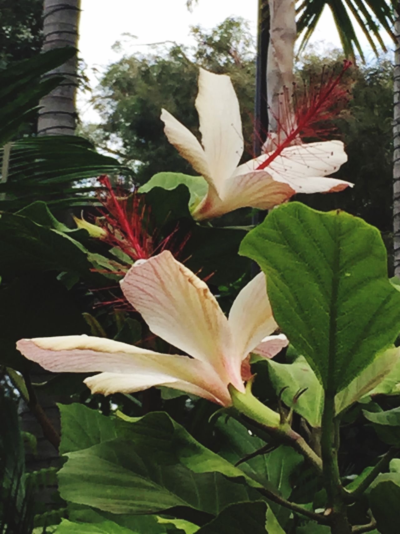 Hibiscus flowers