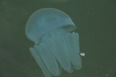Close-up of jellyfish in sea