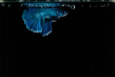 Fish swimming in sea