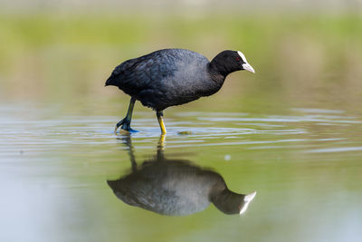 Close-up side view of a bird with reflection