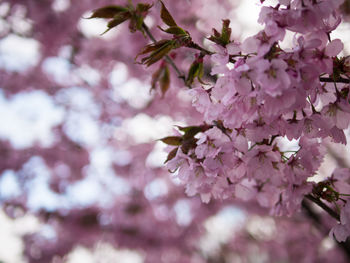 Close-up of cherry blossoms in spring