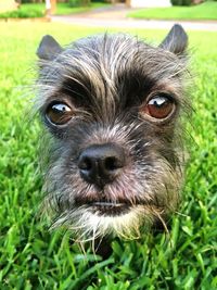 Close-up portrait of puppy