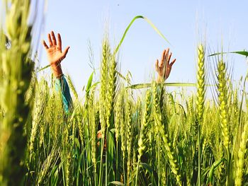 Crop growing in field