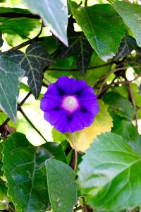 Close-up of purple flower