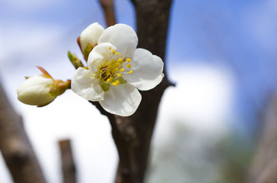 Close-up of white cherry blossom