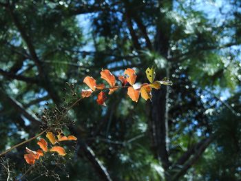 Low angle view of orange tree