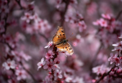 Close-up of butterfly pollinating on pink flower