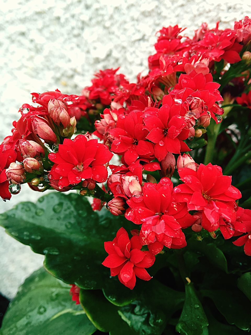 flower, red, freshness, growth, fragility, petal, leaf, beauty in nature, plant, close-up, flower head, nature, blooming, focus on foreground, day, pink color, park - man made space, in bloom, green color, outdoors