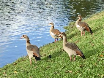View of birds on lakeshore