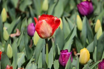 Close-up of red tulip