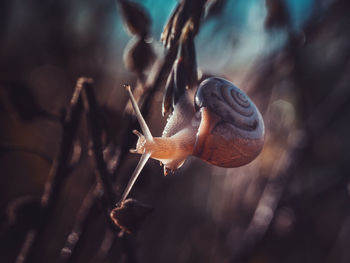 Close-up of snail