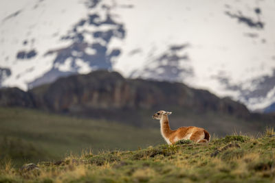 Deer standing on field