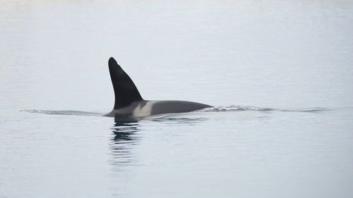 Killer whale swimming in sea