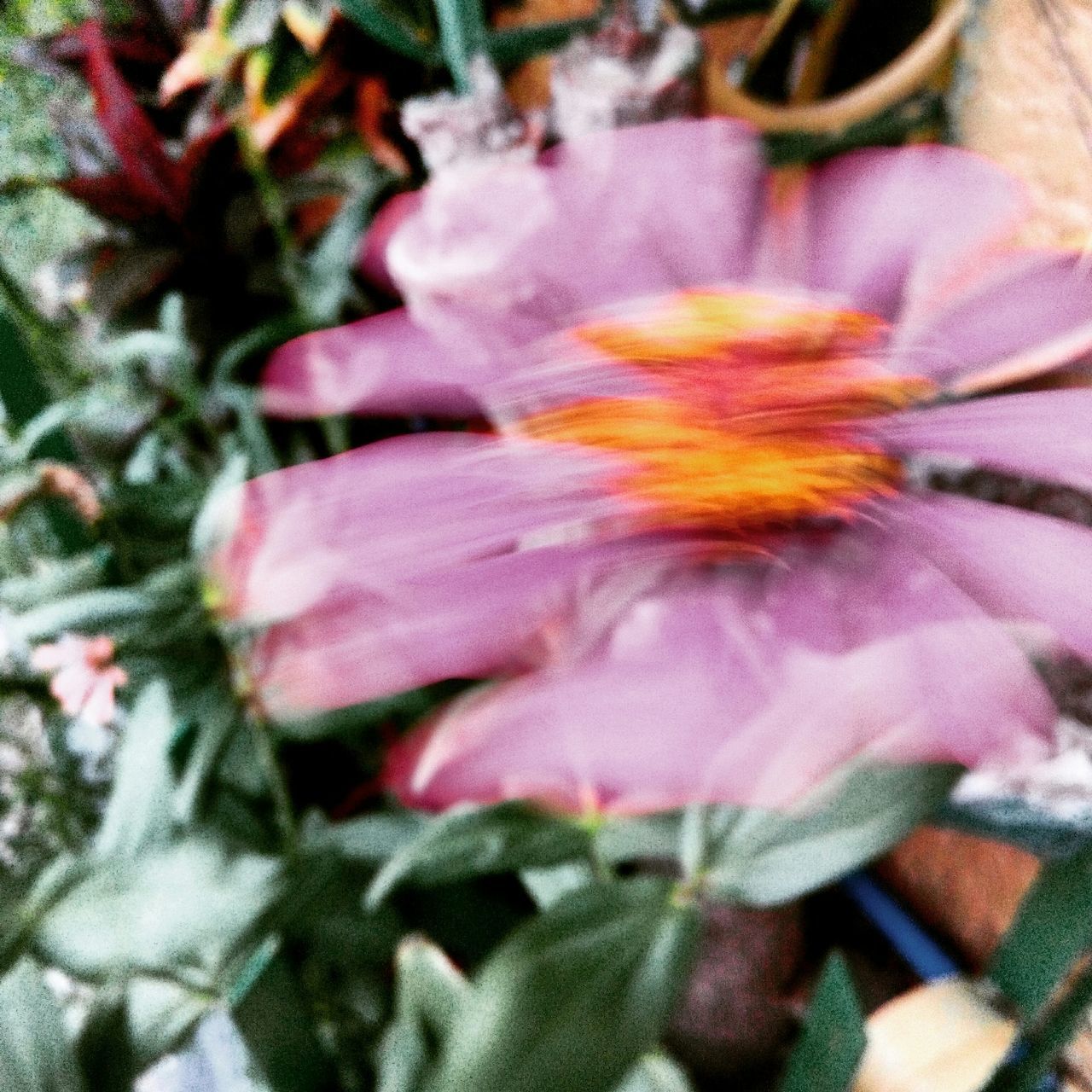 flower, petal, close-up, fragility, beauty in nature, growth, flower head, nature, freshness, selective focus, purple, plant, multi colored, pink color, no people, full frame, outdoors, blooming, backgrounds, day