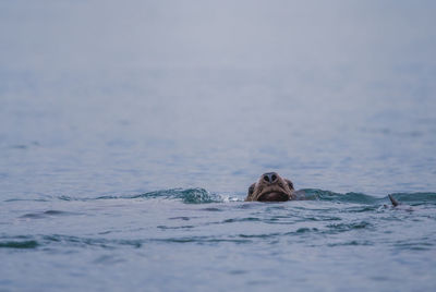 Close-up of sea lion swimming in sea 
