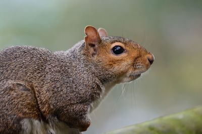 Close-up of gray squirrel on plant stem