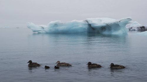 Scenic view of jokulsarlon with ducks and iceberg against sky