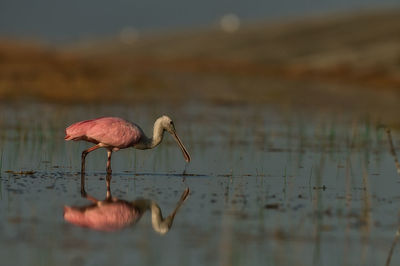 Bird foraging in water 