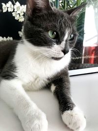 Close-up portrait of a cat