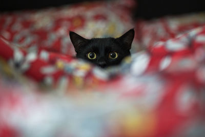 Close-up portrait of black cat