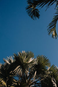 Low angle view of palm trees against blue sky