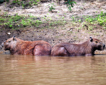 Rhinoceros in lake